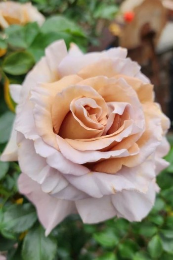 Троянда чайно-гібридна Стефан Руло (бежева) | Hybrid tea rose Stephen Rulo  (beige) | Роза чайно-гибридная Стефан Руло (бежевая)